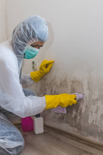 Best Water Damage & Mold Remediation  in San Antonio, FL
